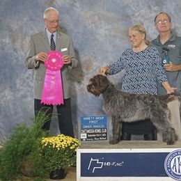 Aurora - Wirehaired Pointing Griffon