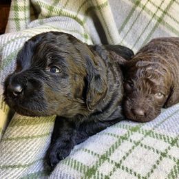 Labradoodle Puppies from Pisgah Creek Doodles