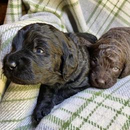 Labradoodle Puppies from Pisgah Creek Doodles