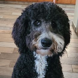 Double Doodle, Goldendoodle, and Labradoodle All Grown Up from The Doodle Ranch-California