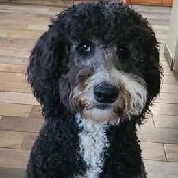 Double Doodle, Goldendoodle, and Labradoodle All Grown Up from The Doodle Ranch-California