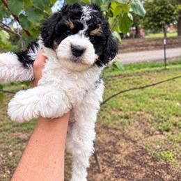 Eclipse - Tri-color female Cavapoo puppy in Austin, Texas from Doodles of Central Texas