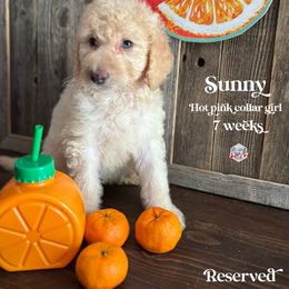 Sunny - Cream female Labradoodle puppy in Paw Paw, Michigan from ProAct Canines