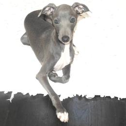Penelope - Italian Greyhound