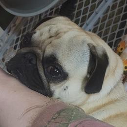 Golden Retrievers and Pugs from Paradise Peaks