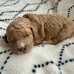 Juliet - Apricot female Goldendoodle puppy in New Britain, Connecticut from Goldendoodles Yorkiepoo Stars CT