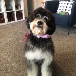 Moxie - Bernedoodle