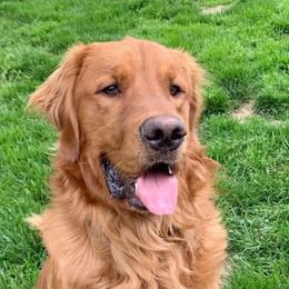 Golden Retrievers from South Hill Golden Retrievers