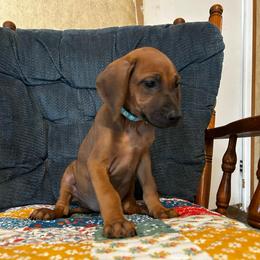 Girl 1 - Rd whtn blk nose female Rhodesian Ridgeback puppy in Ocala, Florida from DogWood Kennels