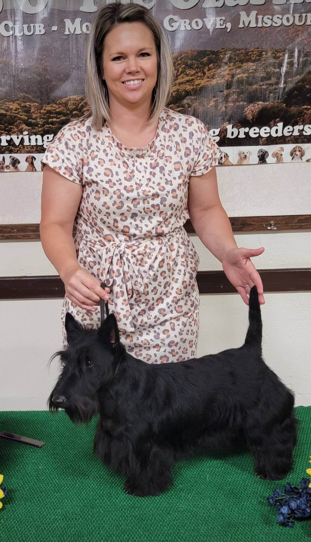 Stella - Scottish Terrier