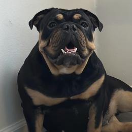 Bulldogs from Monster Kennel Co.