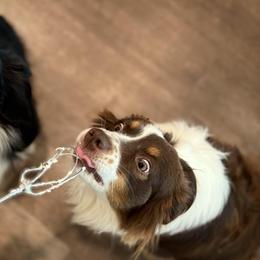 Miniature Australian Shepherds from Brijet Knipp