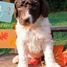 Poodle Puppies from Reeves Family Standard Poodles