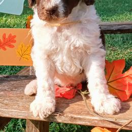 Poodle Puppies from Reeves Family Standard Poodles