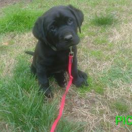 Pickle - Black male Labrador Retriever puppy in Prince George, Virginia from Kingdom Kenelz Labradors
