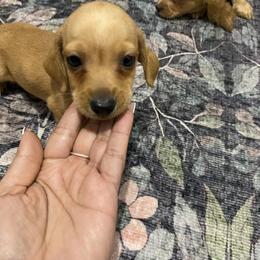 Benny - Red male Dachshund puppy in Magnolia, Texas from Carrie’s Countryside Dachshunds