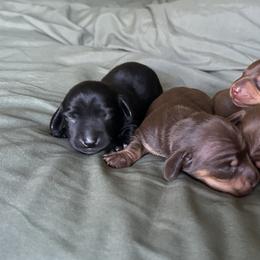 McCartney - Black male Dachshund puppy in Loxahatchee, Florida from Lazy Acres Farm & Long Back Ranch