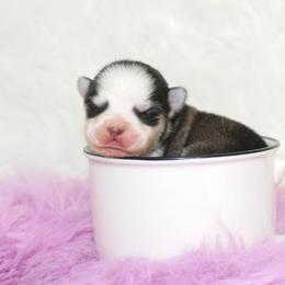 Pomsky Puppies from Palm Tree Pomskies