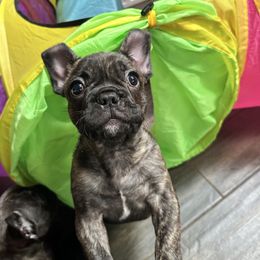 Boy 4 - French Bulldog puppy in Newport, Oregon from Blue Coast Bulldogs