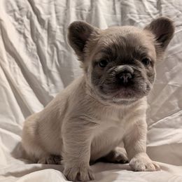 Boy 2 - Fawn male French Bulldog puppy in Battle Ground, Washington from Ferguson's Bulldogs