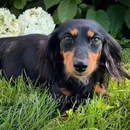 Ivy - Dachshund
