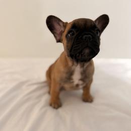 French Bulldog Puppies from Frenchie-Club