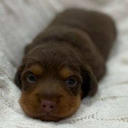 Chocolate tan long hair boy - Chocolate and tan male Dachshund puppy in Sylvania, Alabama from Turner Delightful Dachshund Farm