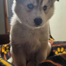 2 Olive - Gray and white female Siberian Husky puppy in Dane, Wisconsin from Sunny Hurricane Siberians