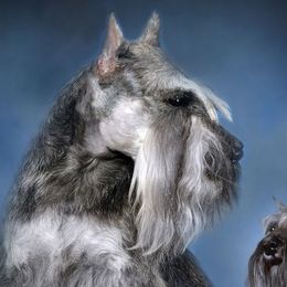 Miniature Schnauzers from Saxony Miniature Schnauzers