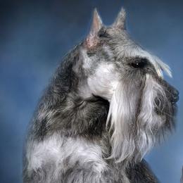 Miniature Schnauzers from Saxony Miniature Schnauzers