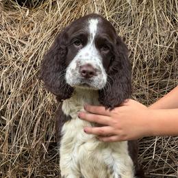 Hargid - Liver and white male English Springer Spaniel puppy in Huntingdon, Pennsylvania from Leila Ferrucci