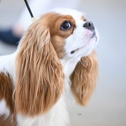 Crumpet - Cavalier King Charles Spaniel