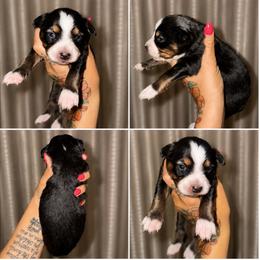 Violet - Black tri female Toy Australian Shepherd puppy in Carlsbad, New Mexico from New Mexico Aussies
