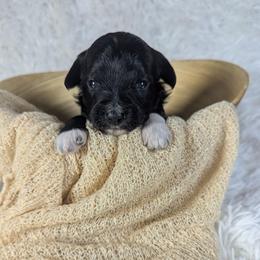Colby Jack - Black and white male Aussiedoodle puppy in Haleyville, Alabama from The Cuddly Dood Ranch