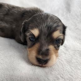 Tatter - Dapple male Dachshund puppy in Anaconda, Montana from Williams Family Dachshunds