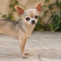 Sky - Chihuahua
