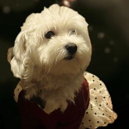 Eisley - Maltipoo