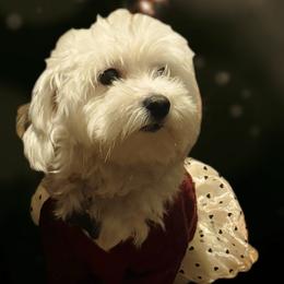 Eisley - Maltipoo
