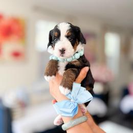 Butch-Light Blue - Tri-color male Bernedoodle puppy in Ontario, California from Teddy Doodles & Standard Poodles