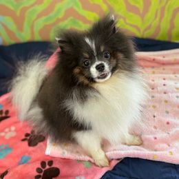 Dagger - Blue parti male Pomeranian puppy in Kosciusko, Mississippi from Prancing Poms