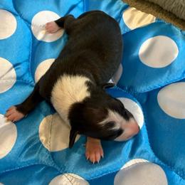 Boy 3 - Black male Italian Greyhound puppy in North Carolina from Celtic Sighthounds