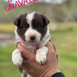 Eve - Red female Border Collie puppy in Sanger, California from Flying M Cactus Ranch Buddies