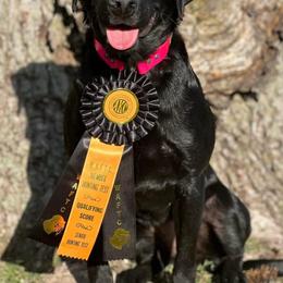 3rd Pick Black Male - Black male Labrador Retriever puppy in Berlin, Wisconsin from Gypsy Miracle Kennels