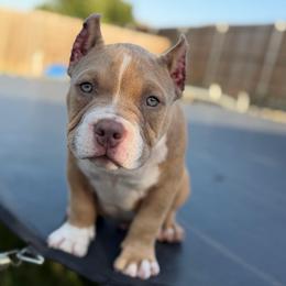 Trigger - Blue fawn male American Bully puppy in Princeton, Texas from District 12 Kennels