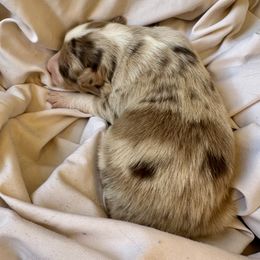 Ginger - Red merle female Australian Shepherd puppy in Arizona from BRR Aussies