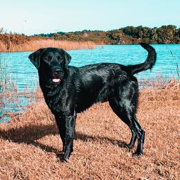 Tex - Labrador Retriever