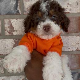 Rolo - Tri-color male Bernedoodle puppy in Richmond, Texas from Harper’s Heartbeats