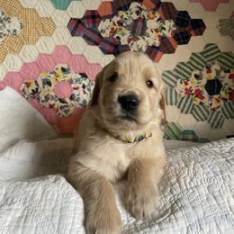 Golden Retriever Puppies from Robinson Goldens