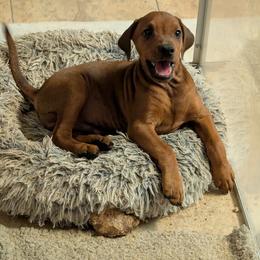 Turtle- Red M-natural tail and Ears - Red male German Pinscher puppy in Chatham, Virginia from WMHK9/Roolyn German Pinschers