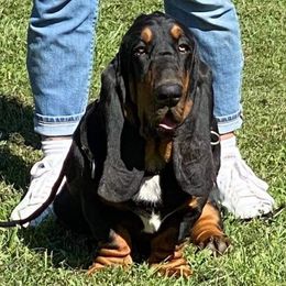 Bubba - Basset Hound